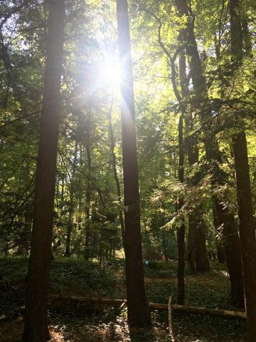 mmm-forest.jpeg mmm-forest.jpeg