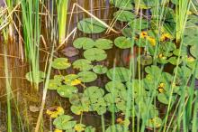 five_things_pond.jpg five_things_pond.jpg