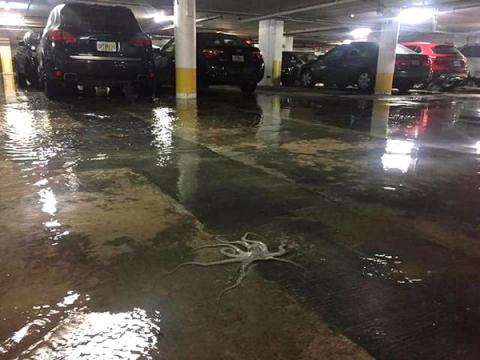 An octopus was photographed in a Miami parking garage after tidal flooding