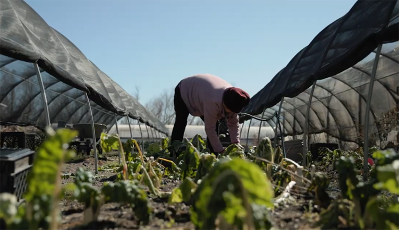 A worker is bending over tending to a garden on a farm. 