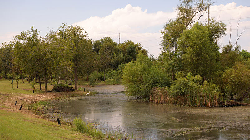 A wetland area with green trees and a pond. 